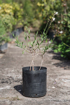 Gauras - comprar online