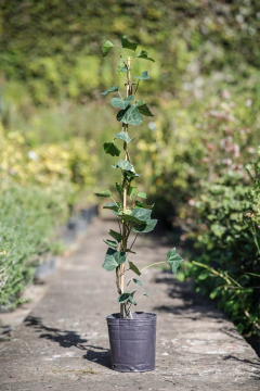 Hedera Canariensis en internet