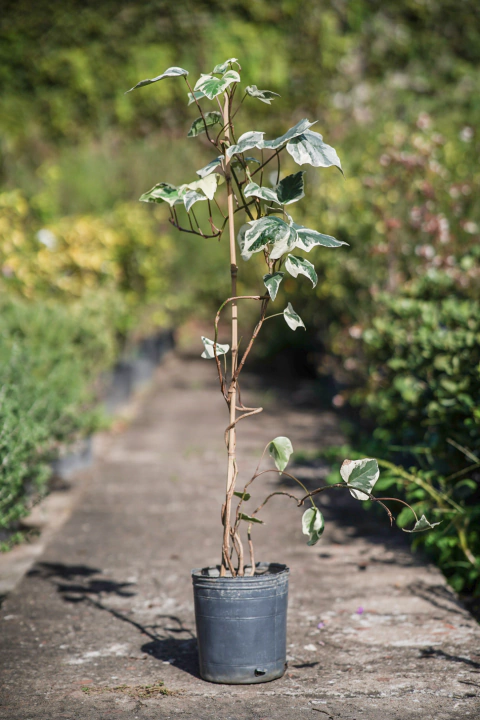 Hedera Canariensis Variegata - comprar online