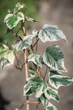 Hedera Canariensis Variegata en internet