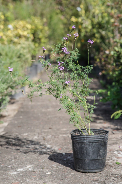 Glandularia Pulchela - comprar online