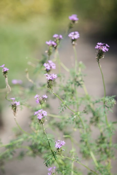 Glandularia Pulchela en internet