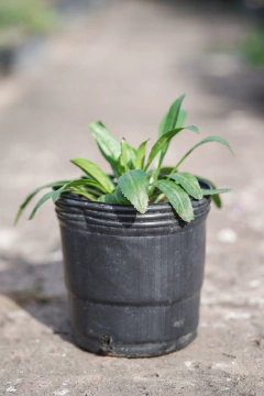 Chrysantemun Maximun - comprar online