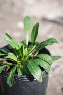 Chrysantemun Maximun en internet