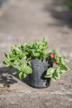 Aptenia Cordifolia (Baby Rose) - comprar online