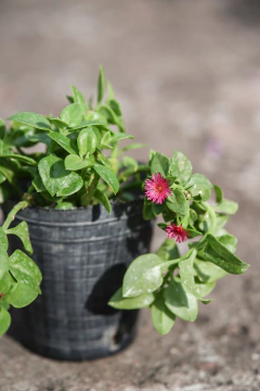 Aptenia Cordifolia (Baby Rose) en internet