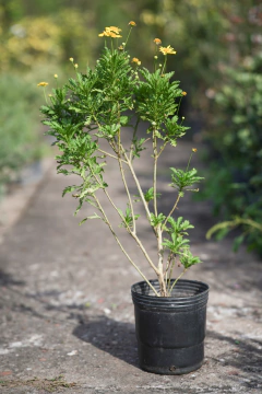 Euriops Virginiana - comprar online