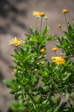 Euriops Virginiana en internet