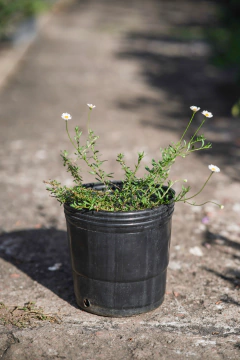 Erigeron Karvinskianus - comprar online