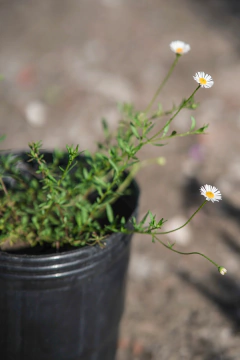 Erigeron Karvinskianus en internet