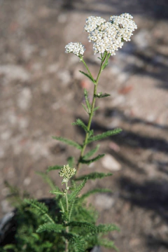 Achillea en internet