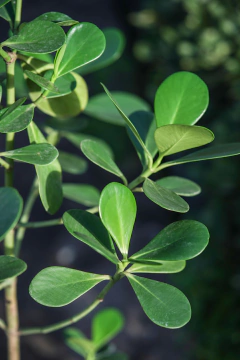 Clusia Verde en internet