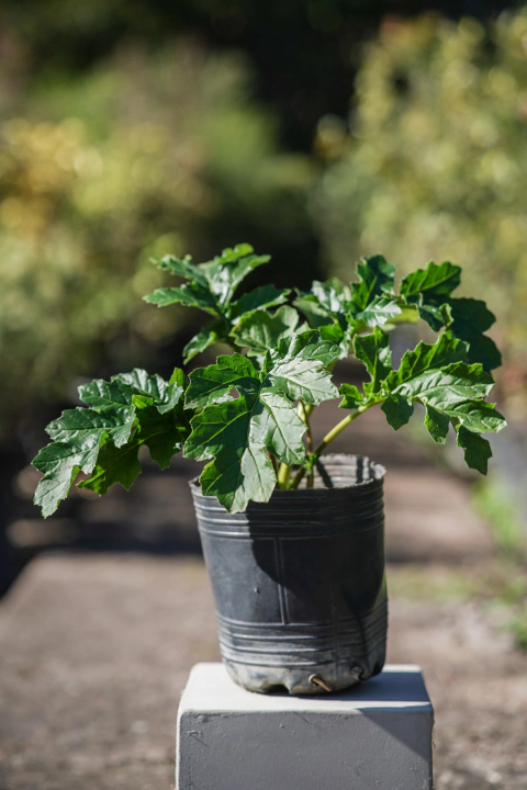 Acanthus Mollis - comprar online