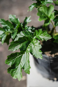 Acanthus Mollis en internet