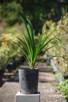 Agapanthus Africanus Blanco - comprar online