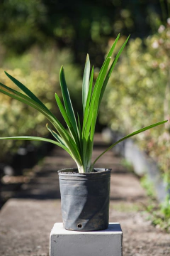 Agapanthus Umbellatus - comprar online