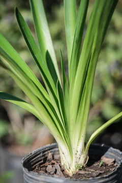 Agapanthus Umbellatus en internet