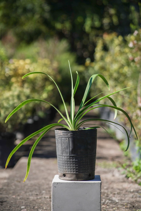 Agapanthus Africanus Violeta - comprar online