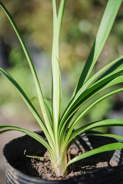 Agapanthus Africanus Violeta en internet