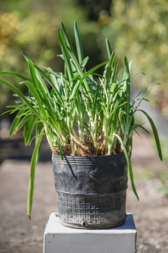 Agapanthus Africanus Nana Blanco - comprar online