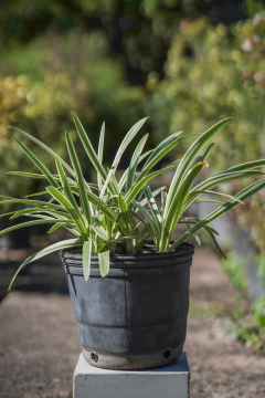 Agapanthus Variegata Nana - comprar online