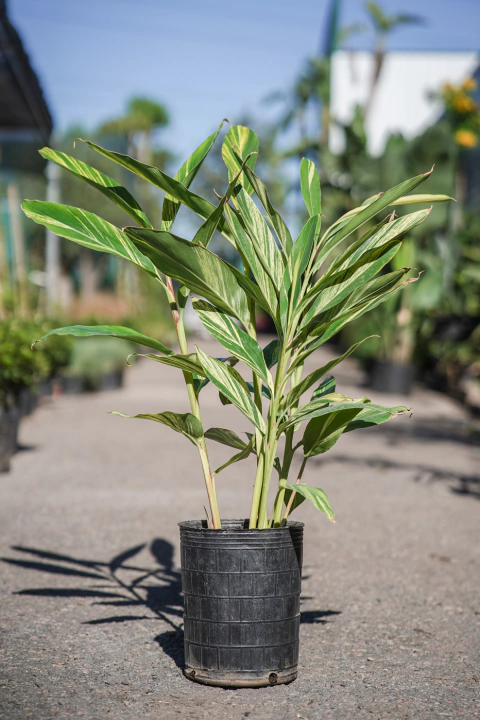 Alpinia Zurumbet Variegata - comprar online