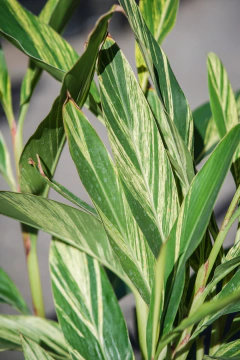 Alpinia Zurumbet Variegata en internet