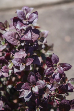 Alternathera Dentata Ruby en internet