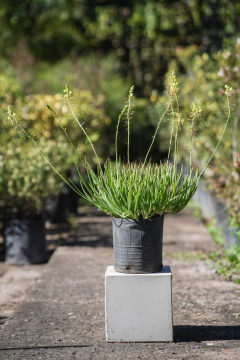 Bulbine Naranja y Amarillo - comprar online