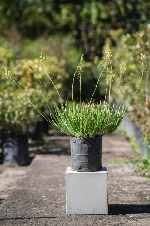 Bulbine Naranja y Amarillo - comprar online