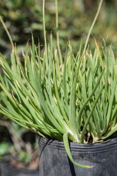 Bulbine Naranja y Amarillo - Viveros El Botánico