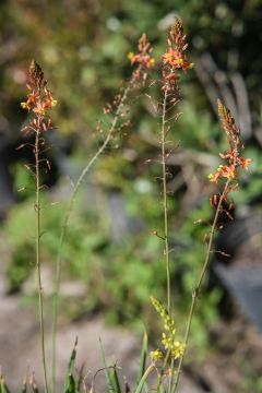 Bulbine Naranja y Amarillo - tienda online