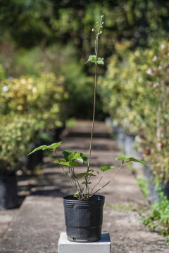 Anémona Japonica - comprar online