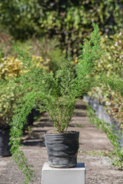 Asparagus - Viveros El Botánico