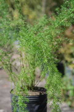 Asparagus - tienda online