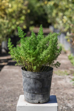 Asparagus - comprar online