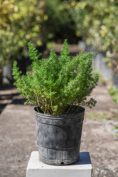 Asparagus - comprar online