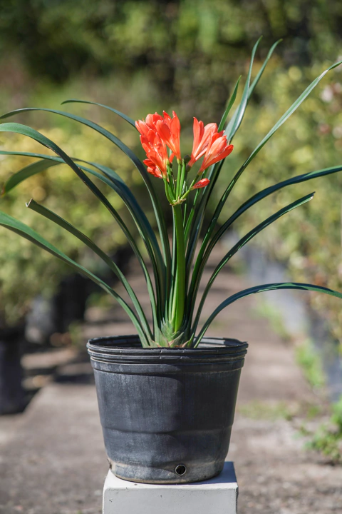 Clivia Híbrida - comprar online