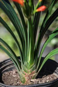 Clivia Híbrida - Viveros El Botánico
