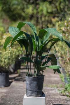 Aspidistra Elatior - comprar online