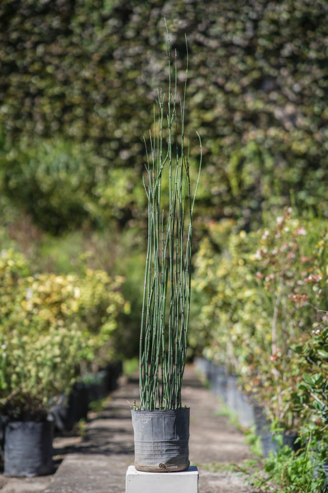 Equisetum Hyemale - comprar online