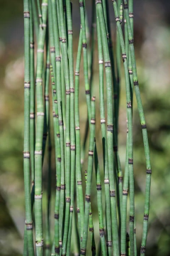 Equisetum Hyemale en internet