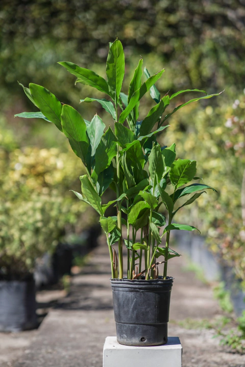 Falsa Canela - comprar online