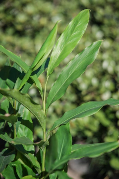 Falsa Canela en internet