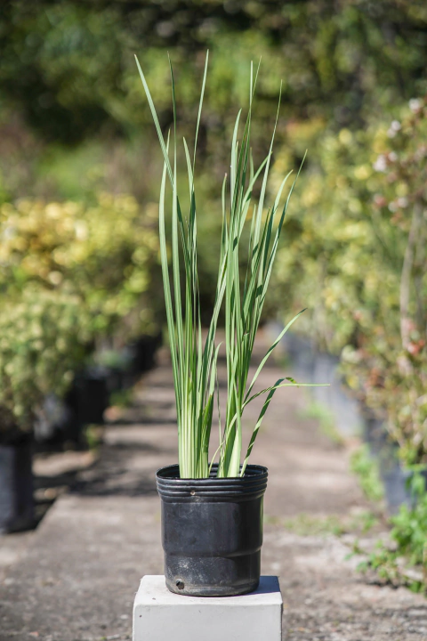 Dietes Bicolor - comprar online