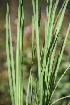 Dietes Bicolor en internet