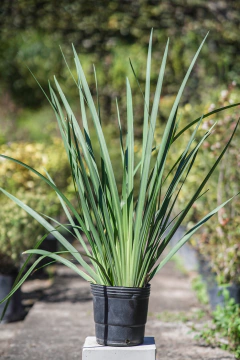 Dietis Vegeta (Grandiflora) - comprar online