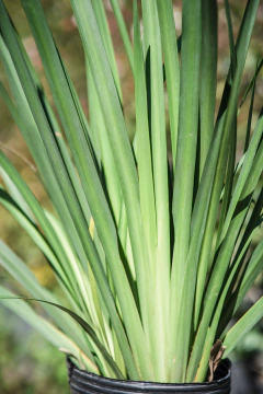 Dietis Vegeta (Grandiflora) en internet