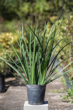 Dietis Vegeta (Brasilero) - comprar online