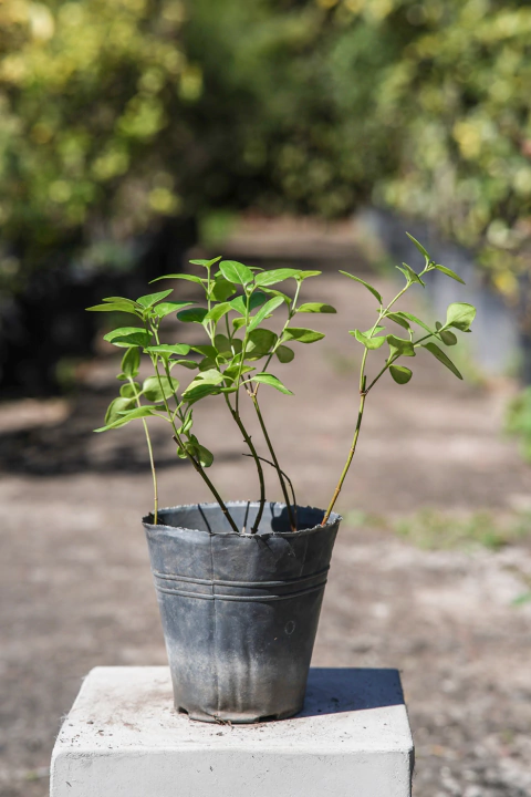 Vinca Major - comprar online